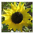 Search for annuus Sunflower