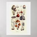 Search for fungi posters Botanical