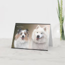 Recherche de sheltie vœux cartes Chien mouton shetland