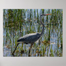 Search for great blue heron posters Herons