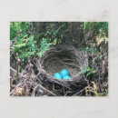 Search for bird eggs postcards Blue