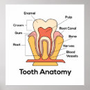 Search for teeth anatomy posters Dental