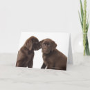 Search for chocolate labrador retriever cards Animal