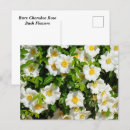 Search for rare postcards Flower