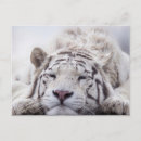 Search for white siberian tiger postcards Big cat