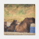 Search for sows magnets Alaskan peninsula