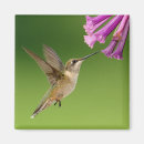 Recherche de colibri magnets Violet