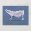 Search for swine postcards Animal