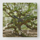 Search for oak clocks Tree