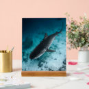 Recherche de requins photographie Faune