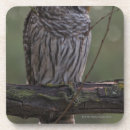 Recherche de hibou barré Arbre