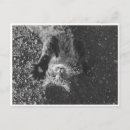 Recherche de meow cartes postales Noir