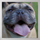 Search for frenchy posters Frenchie
