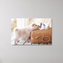 Recherche de toile de lapin posters Photographie