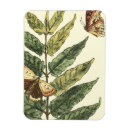 Recherche de insectes magnets Botanique