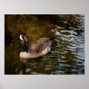 Search for canadian wildlife posters Waterfowl
