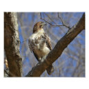 Search for guides posters Hawk