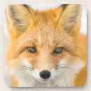Recherche de renard dessous de verres Alaska