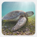 Search for green sea turtles stickers Beach