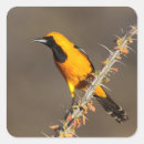 Search for orioles stickers Wildlife