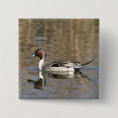 Search for swim buttons Bird