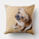 Search for cavalier king charles spaniel pillows Animals