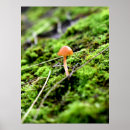 Search for moss posters Mushroom