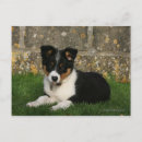 Recherche de boucher cartes postales Dog