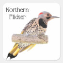 Search for flickers stickers Bird