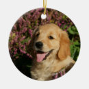 Search for flat coated retriever ornaments Goldie