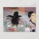 Recherche de durres cartes postales Mignon