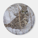 Search for owl ears magnets Owls