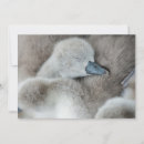 Recherche de cygne muet vœux cartes Faune