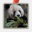 Search for endangered animals ornaments Playing