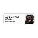 Search for newfoundland dog return address labels Pet