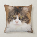 Recherche de maine coon coussins Félin