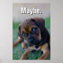Recherche de chiot de carlin posters Mignon