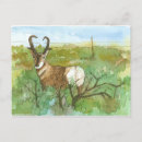 Recherche de antilope pronghorn cartes postales Andelope de pronghorn