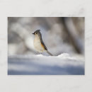 Search for tufted titmouse postcards Cute