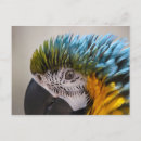 Recherche de parrot cartes postales Macaw