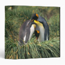Search for the penguin binders Outdoors