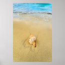 Search for shell beach posters Nature