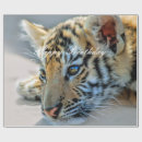 Search for wild cat gift wrap Cats