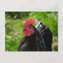 Recherche de poule rouge posters Animal