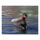 Recherche de canards sauvages posters Sauvagine