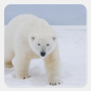 Search for carnivorous stickers Bear