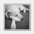 Recherche de patte de chien magnets Imprimer
