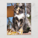Search for tortoise shell postcards Cat