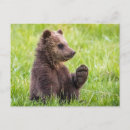 Recherche de ours bébé cartes postales Animal