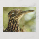 Search for roadrunner postcards Arizona